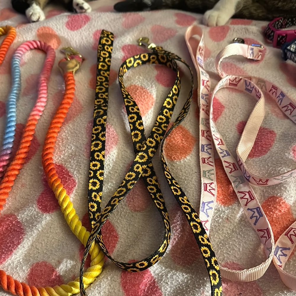 Colorful Dog Leashes Set